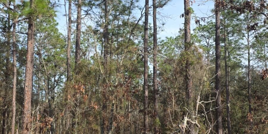 Foto del lote