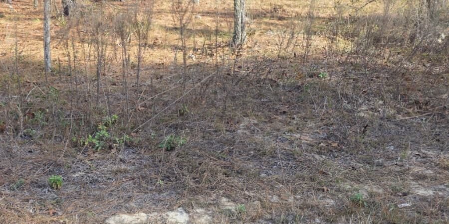 Foto del lote(1)
